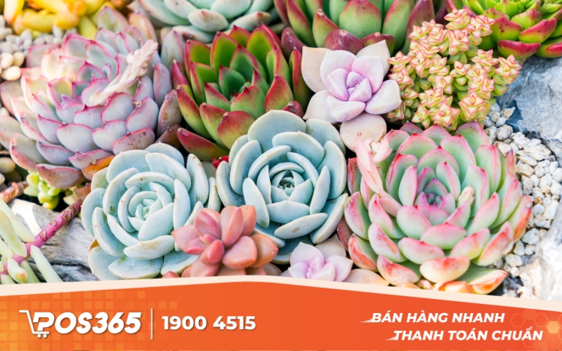 B&aacute;n c&acirc;y cảnh mini, sen đ&aacute;, xương rồng