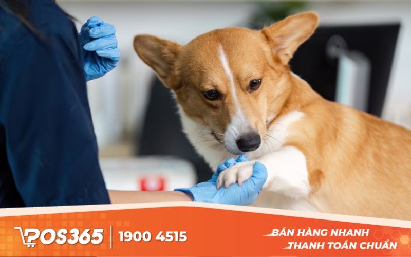 Dịch vụ chăm sóc thú cưng