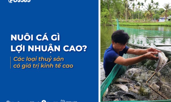 Nuôi cá gì lợi nhuận cao? Các loại thuỷ sản có giá trị kinh tế cao